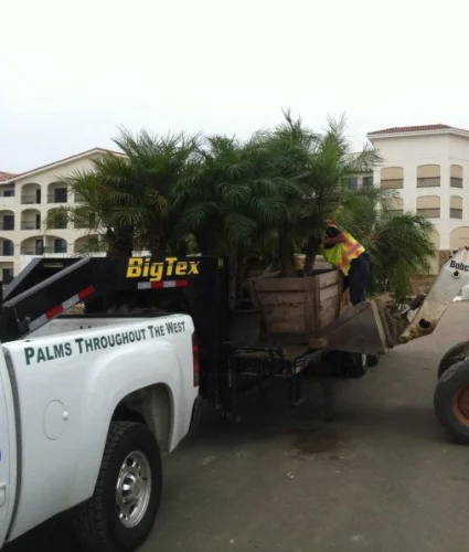 Hanson Palms Hanson Palms